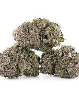 Purple Kush