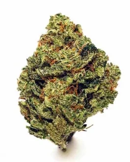 RS11 x Banana OG Strain