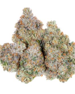 Area 41 Strain